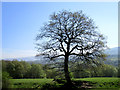 SJ9893 : Lone Tree by Stephen Burton