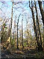 Longmoor Wood Circular Path (c)