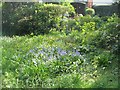 Bluebells appearing, Coat of Arms Bridge Road