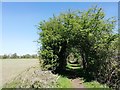 Footpath to the M62 bridge