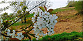 Wild cherry blossom, Gaer Estate, Newport