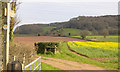 Rape crop near Lea