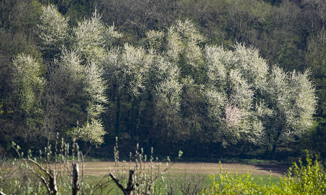Blossom on Chase Hill