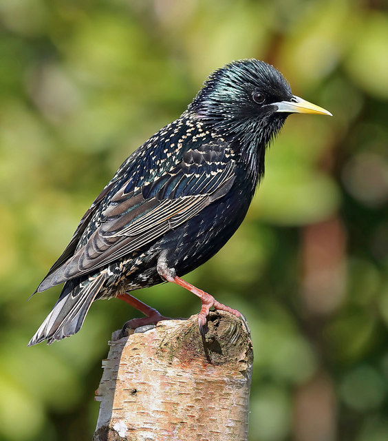A male starling (Sturnus vulgaris)