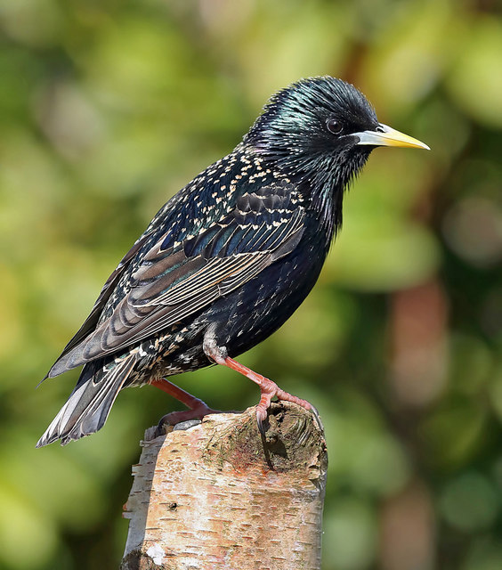 A male starling (Sturnus vulgaris) © Walter Baxter :: Geograph Britain ...