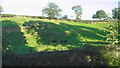 Steep Field and Donkeys at Tassagh