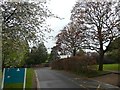 Spring leaves and blossom, entrance to County Hall, Exeter from Matford Lane