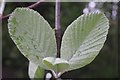 SK4833 : Newly opened whitebeam leaves by David Lally
