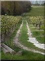 Track through orchards, Whitehill