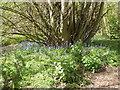 Bluebells in Lorenden Park, Painters Forstal