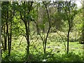 Young trees in Lorenden Park, Painters Forstal