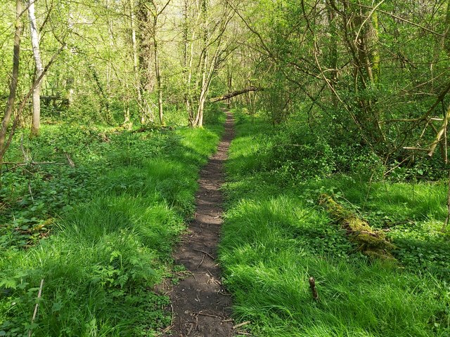 Path through Long Wood