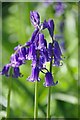 TQ5785 : Hybrid Bluebell in Middle Wood by Glyn Baker