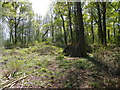 Bushcraft shelter in Furzefield Copse