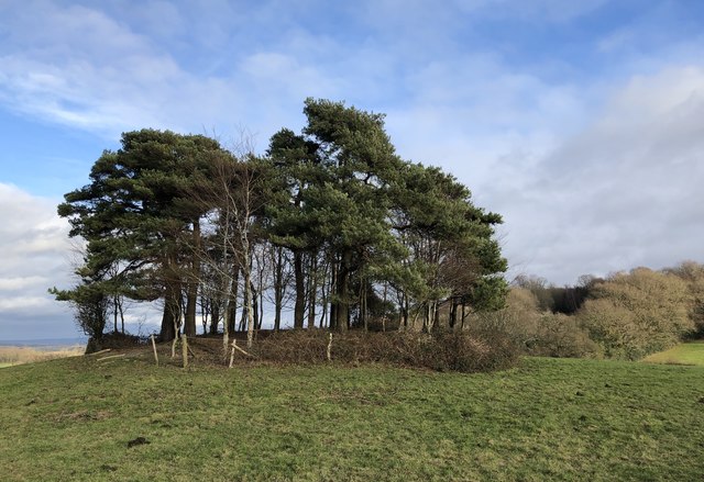 group-of-trees-chris-thomas-atkin-geograph-britain-and-ireland