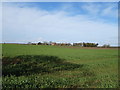 Crop field off the A64