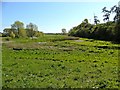 Hampton Wood Meadow