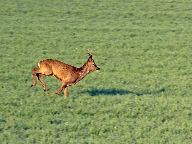 Roe Deer Run