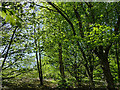 Beech trees in Coal Hill woods