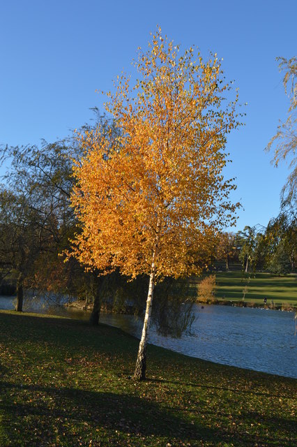 Autumn Colours, Dunorlan Park