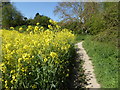 Footpath near Faversham