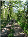 Bridleway in the copse at Halesfield