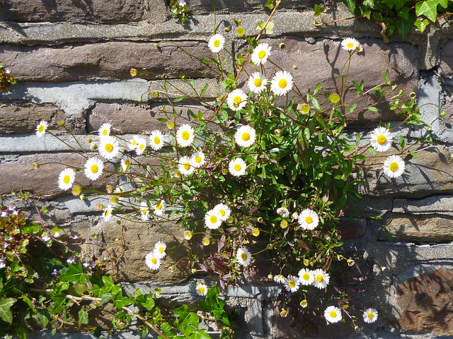 Daisies growing on a wall
