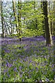 A Carpet of Bluebells in Pods Wood