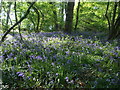 Park Copse bluebells