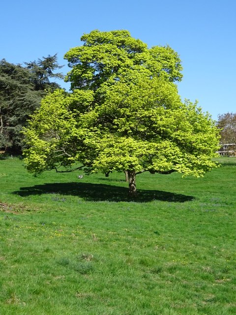 Tree on Malvern Common © Philip Halling cc-by-sa/2.0 :: Geograph ...