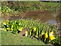 Pond in Whirlow Brook Park