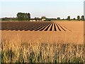 TF4213 : Field of potatoes in evening sunlight near Newton in the Isle by Richard Humphrey