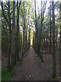 Wood to the east of Cumnor Hill