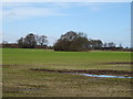 Crop field off York Road (B1363)