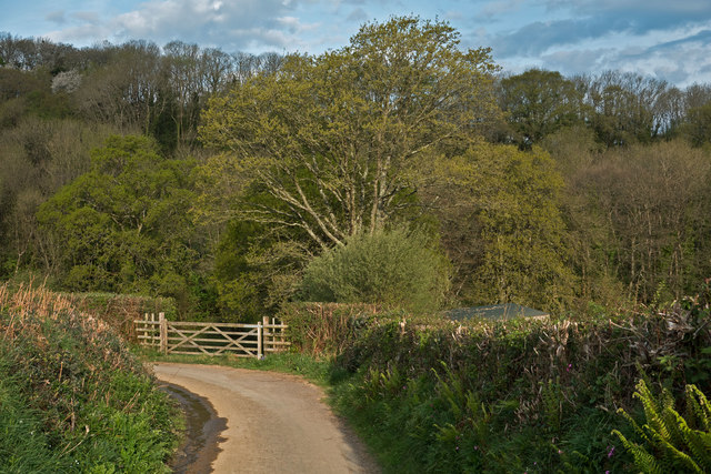 A five bar gate leading into a field by Bickleton Wood
