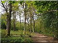 Path in Ecclesall Woods