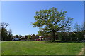 Solitary oak behind Grooms Close, Barleythorpe