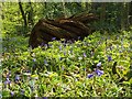 Bluebells by a rotting tree stump