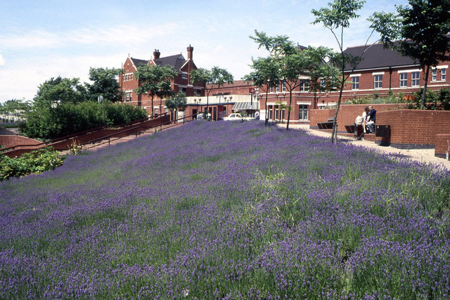 Basingstoke - Lavender beds by the railway station