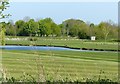 Golfing geese