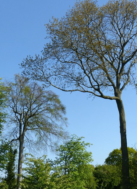 Tall trees, Cotgrave Golf Club