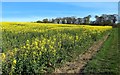 NZ1165 : Oil-seed Rape near High Close House by Andrew Curtis