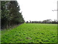 Grazing near Hollies Farm