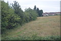 Hedge and rough grass