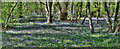 SK5969 : Bluebells near Hanger Hill Drive by Andy Stephenson