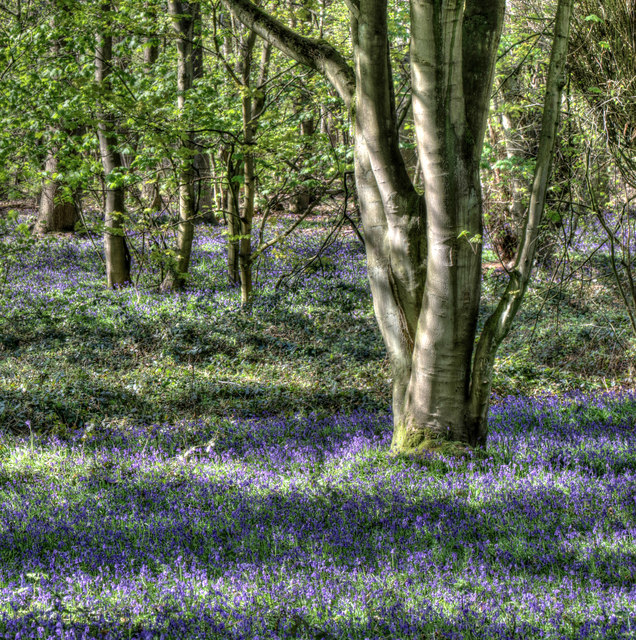 Trees and bluebells in Sherwood Forest