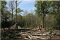 Clearing in Church Wood