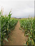 TF8343 : Norfolk  Coast  Path  through  Maize  field by Martin Dawes