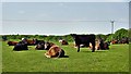 Cattle to the west of Eder Farm