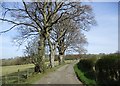 Trees by the road to Tweediehall